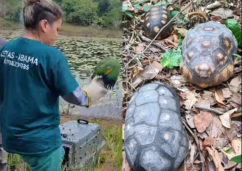Ibama devolve pássaros e quelônios ao habitat no Amazonas