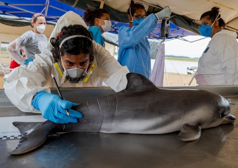 SeaWorld Conservancy faz doação para salvar os botos da Amazônia