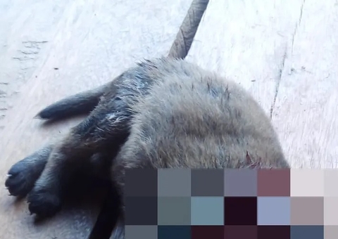 Incomodado com latidos, homem arranca cabeça de filhote de cachorro