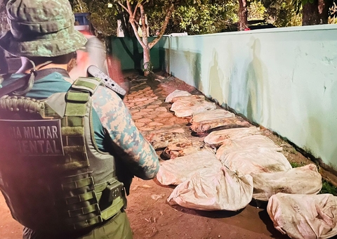 Operação apreende 194 quelônios escondidos dentro de caminhão no Amazonas