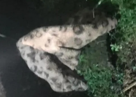 Bombeiros são acionados para resgatar onça mas encontram cobertor estampado