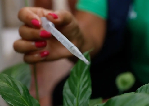 Vacina contra dengue deve ser incorporada ao SUS ainda este ano