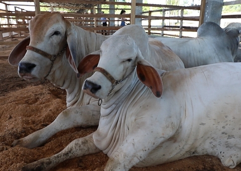 Pecuaristas do Amazonas têm até sexta-feira para declarar rebanho