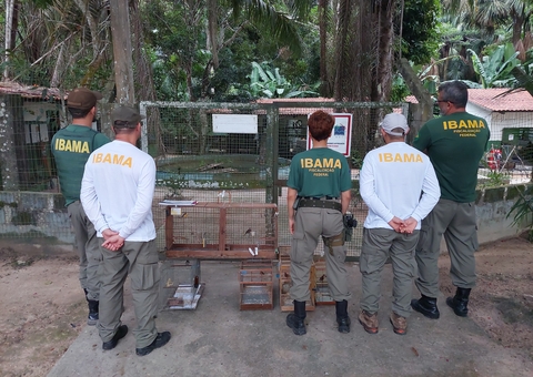 Ibama realiza operação contra criadores de pássaros silvestres em Manaus