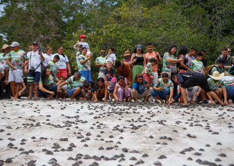 Mais de 25 mil filhotes de quelônios são devolvidos à natureza na RDS do Uatumã