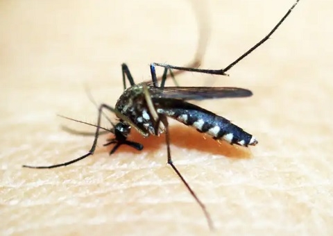 São Paulo confirma segunda morte por dengue