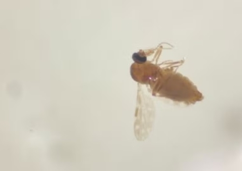 Rio de Janeiro registra 1º caso de Febre Oropouche após paciente viajar ao Amazonas