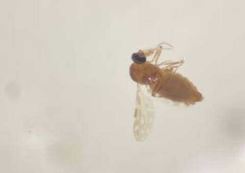 Amazonas tem surto de Febre Oropouche com mais de 1,6 mil casos