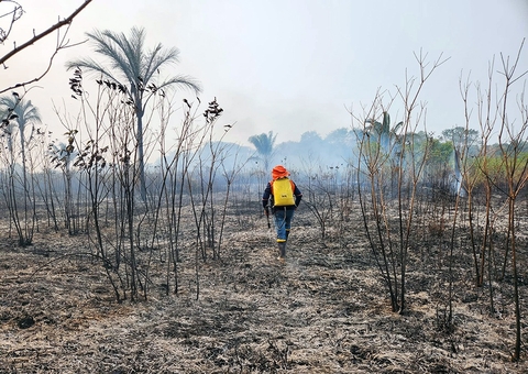 Área de influência da BR-319 registra queda de desmatamento e focos de calor