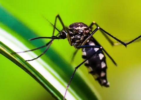 Amazonas investiga 7 mortes por dengue, aponta Ministério da Saúde