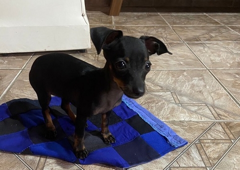 Pinscher furtada é devolvida aos donos em Manaus