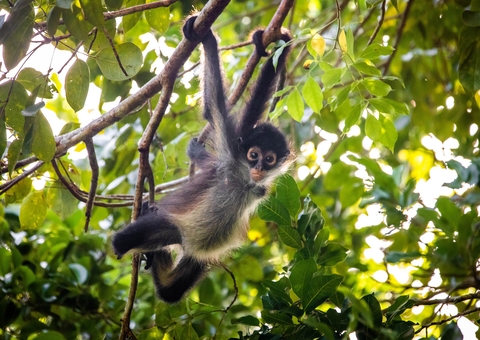 Macaco-aranha é resgatado após sofrer descarga elétrica na AM-010