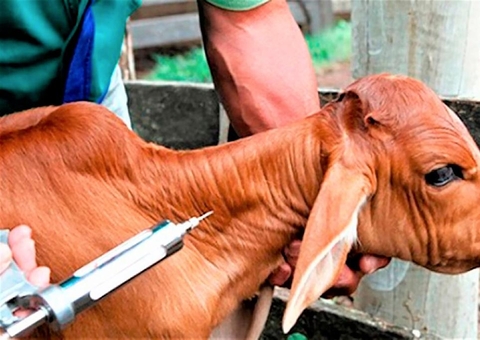 Veterinários devem atualizar cadastro para atuar na vacinação contra brucelose no Amazonas