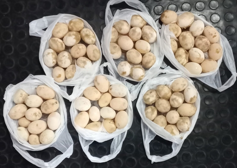 Policiais apreendem ovos de tartaruga e quelônios em embarcação no Amazonas