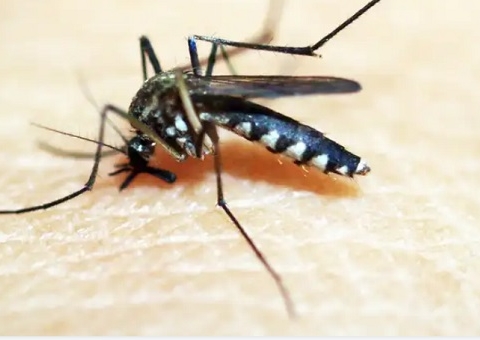 Ministra da Saúde alerta sobre aumento de casos de dengue no Brasil