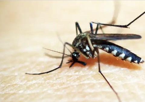 Sobe para 113 o número de mortes por dengue no Brasil