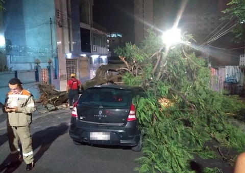 Manaus realiza ação para prevenir queda de árvores no período chuvoso