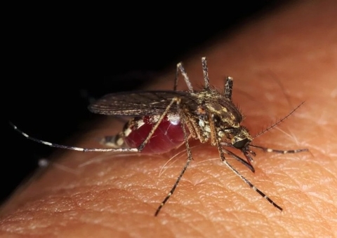 Brasil é país com mais casos de dengue no mundo, mostram dados da OMS