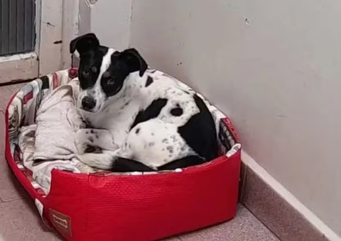 Homem processado pelo próprio cachorro faz acordo com MP