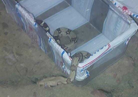 Jiboia é encontrada dentro de loja em Manaus