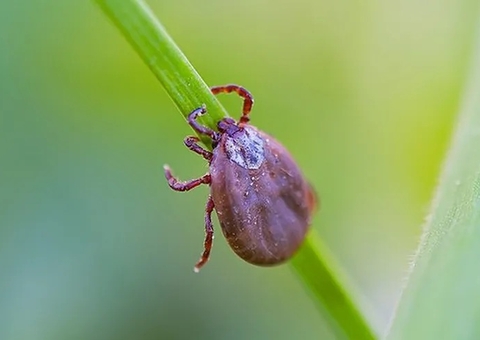 Padre leva picada de carrapato, sofre surto psicótico e decepa o próprio pênis