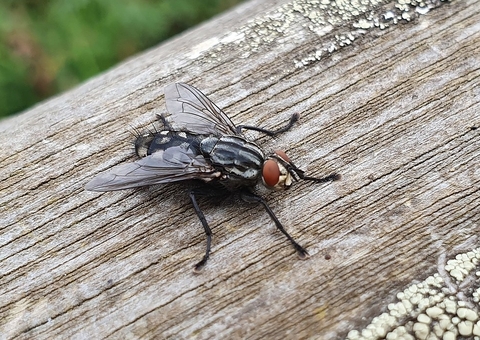 Virose da mosca: saiba os sintomas e prevenção da doença no Amazonas