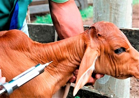 Adaf alerta produtores rurais sobre vacinação contra a brucelose no Amazonas