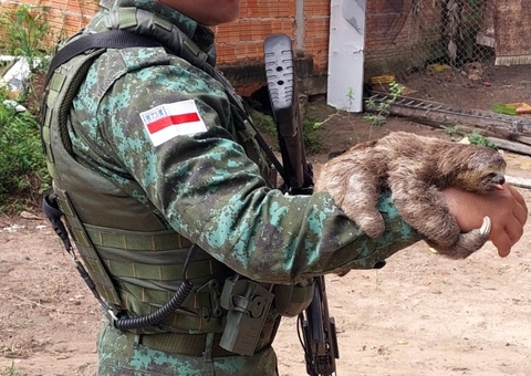 Bicho-Preguiça invade casa em Manaus e é resgatado