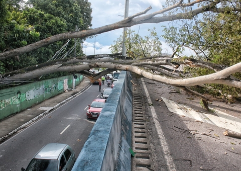Árvore tomba sobre carro e bloqueia viaduto em Manaus