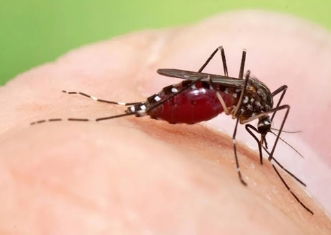 Oropouche: Conheça sintomas e prevenção da doença que tem mais de 300 casos em Manaus