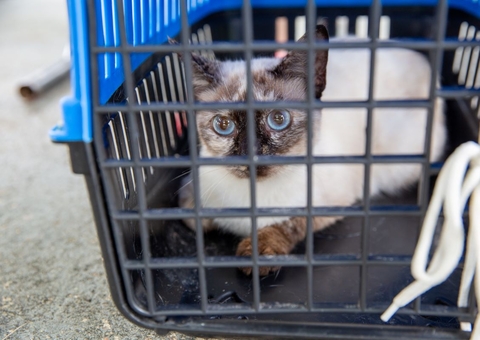 CCZ realiza agendamento para castração de gatos em Manaus