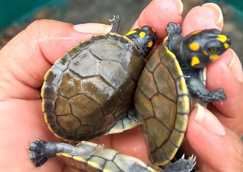 Mais de 800 filhotes de quelônios são devolvidos à natureza na RDS Rio Madeira