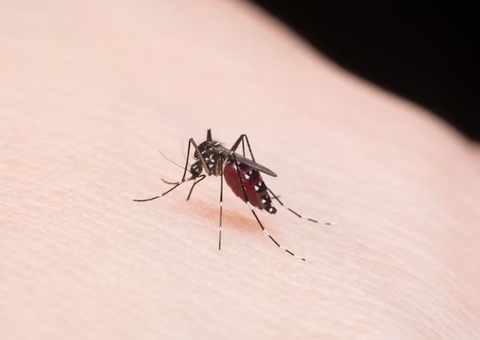 Brasil tem explosão de casos de dengue com 217 mil infectados