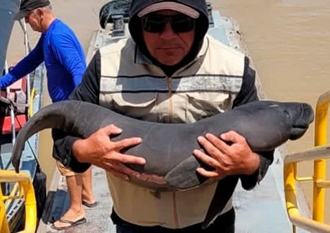 Filhote de peixe-boi resgatado em Barreirinha é entregue ao INPA