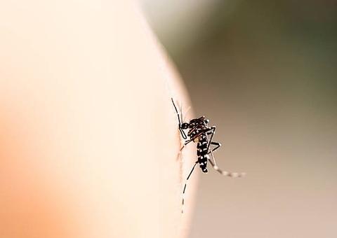 Calendário de vacinação contra dengue será definido nesta semana