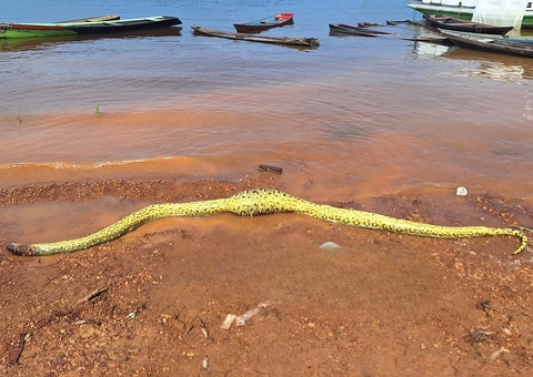 Vídeo: Sucuri tem barriga aberta após engolir tatu em praia de Maués