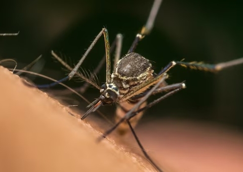 Ministério da Saúde estima que Brasil chegue a 4,2 milhões de casos de dengue