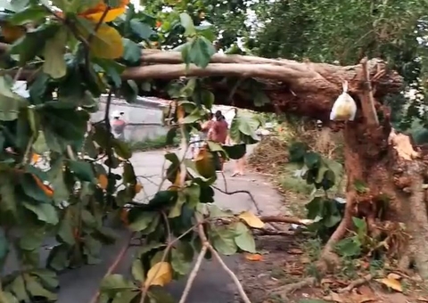 Moradores ficam presos após ventania derrubar poste e árvore em cima de casa