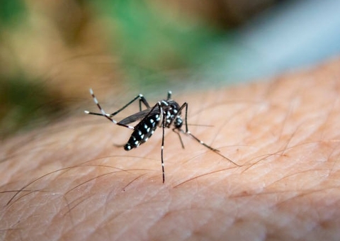 Cerca de 50% dos casos de dengue no Brasil são assintomáticos, aponta Fiocruz