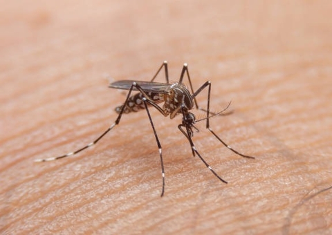 Paciente com dengue grave tem ereção por 18h; entenda sintoma raro