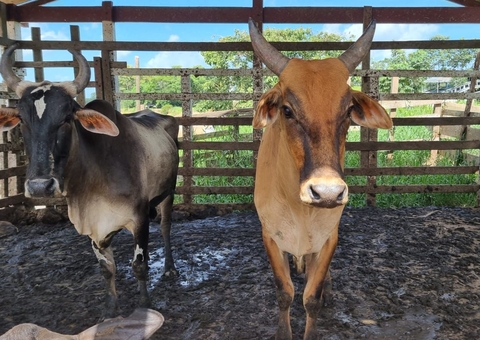 Abatedouro clandestino em Barreirinha é interditado durante inspeção