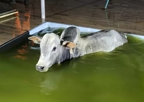 Boi invade casa e ‘mergulha’ em piscina de condomínio