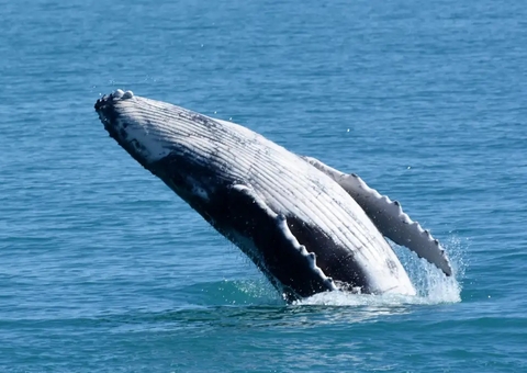 Bolsonaro depõe sobre caso de suposta importunação de animal marinho