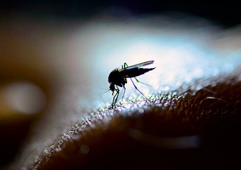 Brasil ultrapassa 1 milhão de casos de dengue; 214 morreram pela doença