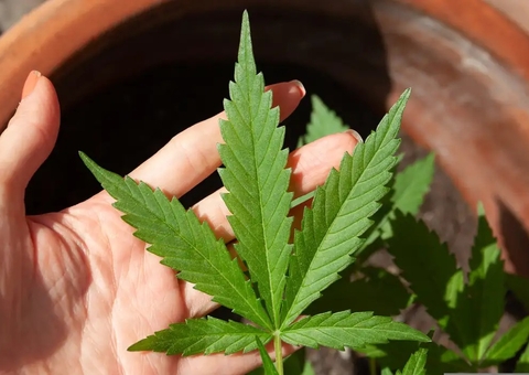 STF suspende julgamento sobre descriminalização do porte de drogas