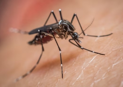 Casos prováveis de dengue no Brasil superam dados de 2023