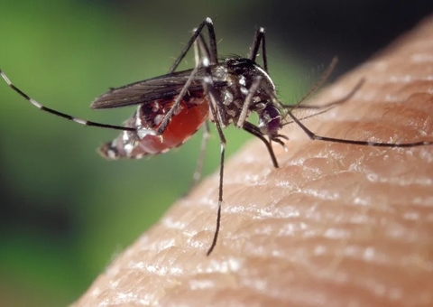 Dengue grave aumenta risco de problemas cardíacos, alerta estudo