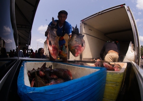 Mais de 360 toneladas de peixe serão doadas a famílias carentes do Amazonas