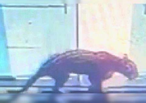 Vídeo mostra onças dentro de posto de saúde no Amazonas