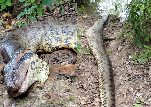 Perícia revela causa da morte de Ana Júlia, maior sucuri do mundo